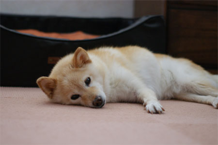 なんか用?" なんか用?