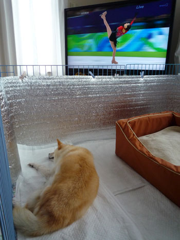 真央ちゃん、がんばー。" 真央ちゃん、がんばー。