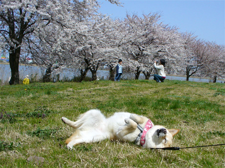スポーツ公園桜並木